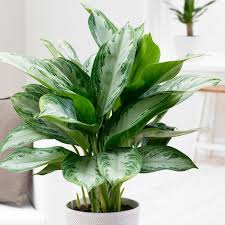 Buy Chinese evergreen Aglaonema 'Jubilee Compacta (PBR)': Delivery by Waitrose Garden