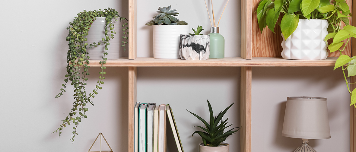 Plants on a shelf