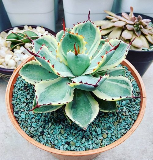 Best Variegated Succulents 4