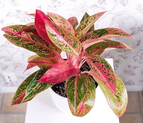 Indoor Plants with Rainbow Foliage 4