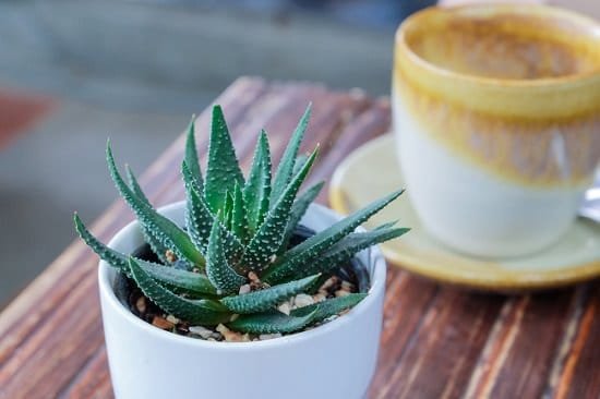 Aloe