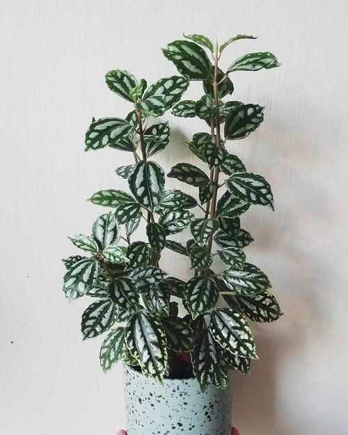 Beautiful Houseplants with Patterns 3