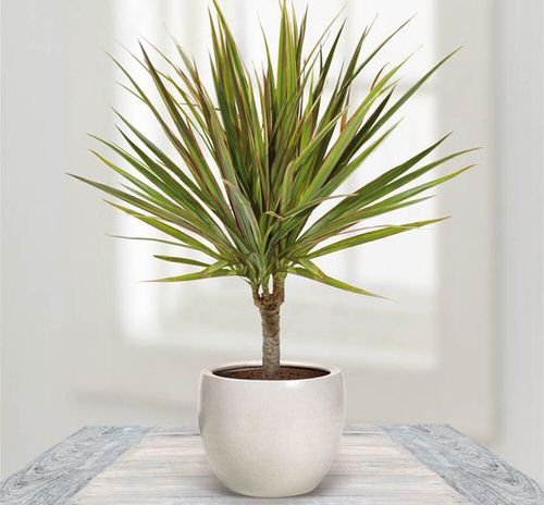 Indoor Plants for Minimalist Home 4