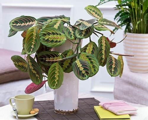 Indoor plants that you can grow from cuttings 4