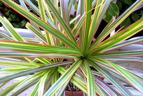 Red Indoor Plants 4