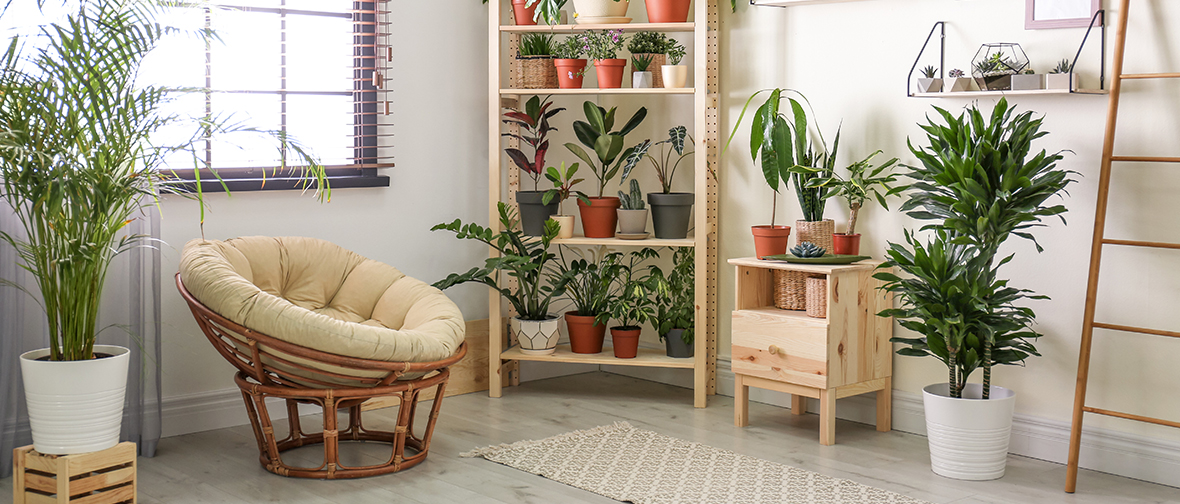 Grouping houseplants on a shelf