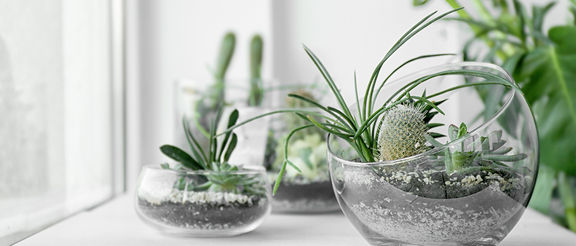 Terrariums for plant organization