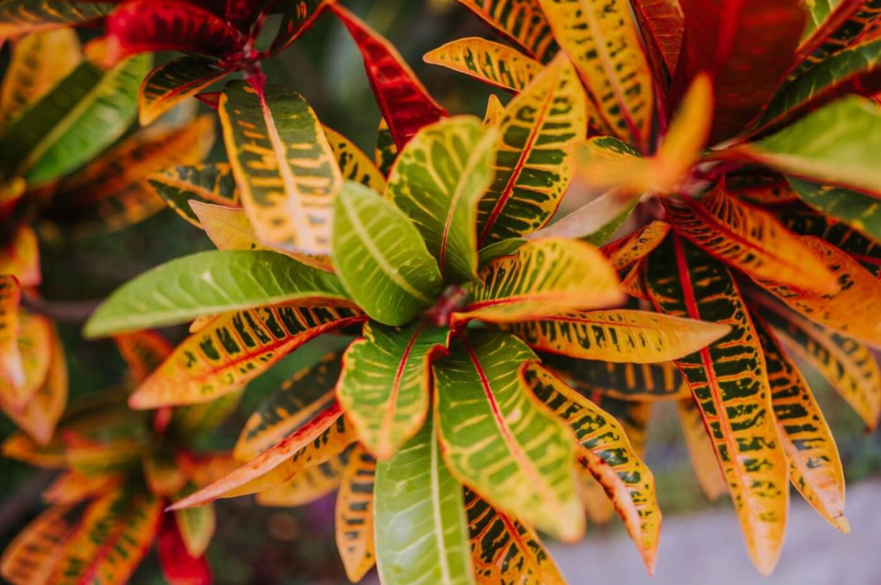 8 Common Reasons Your Croton Plant is Dropping Leaves