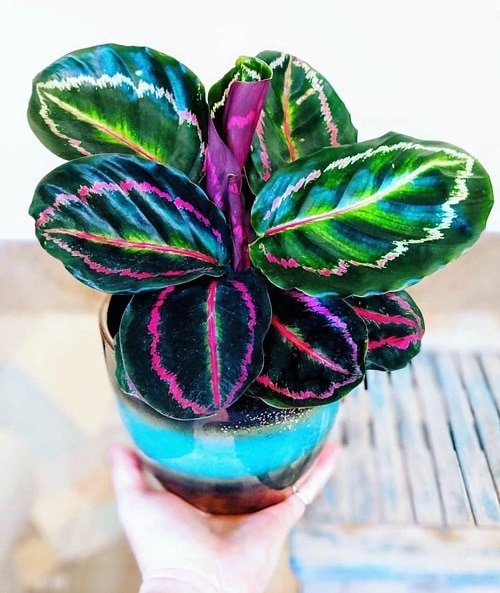 Tricolor Houseplants 4