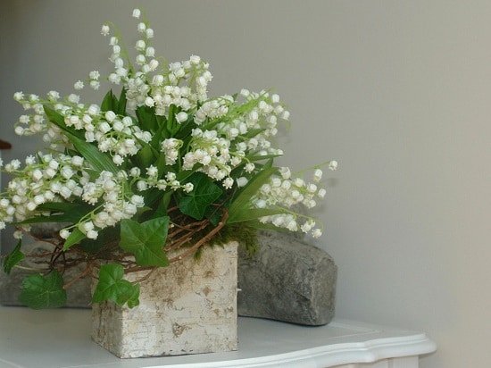 Indoor Plants with White Flowers for your home