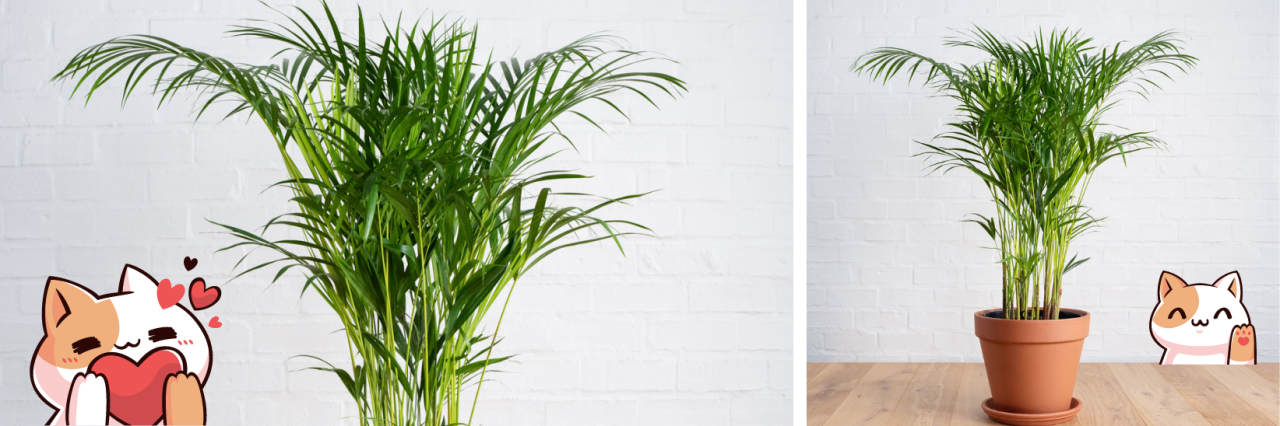 12 Indoor Plants that are Cat Friendly and Clean the Air