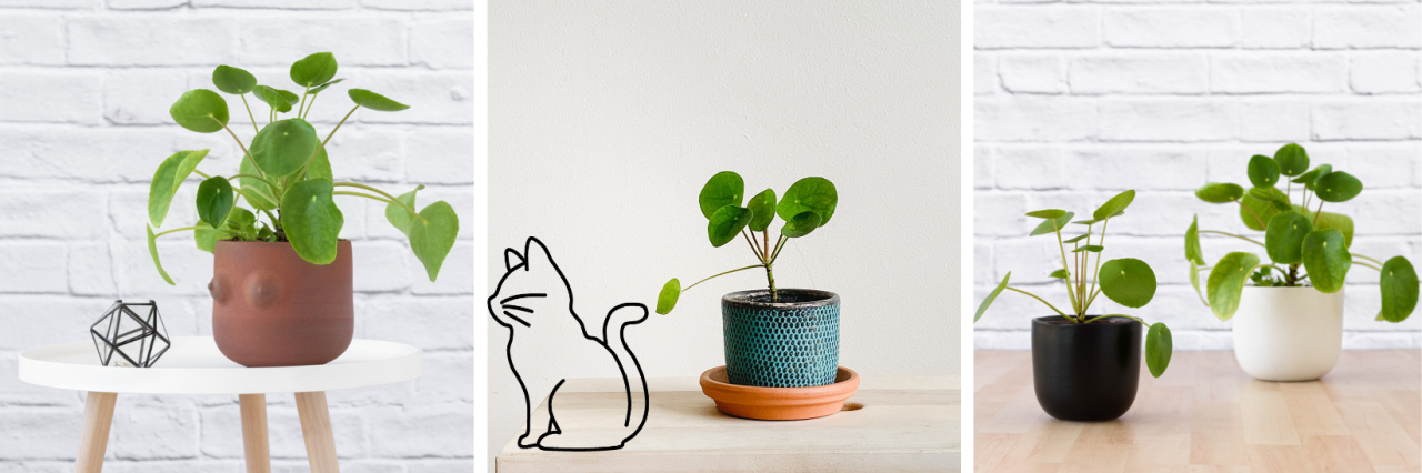 12 Indoor Plants that are Cat Friendly and Clean the Air