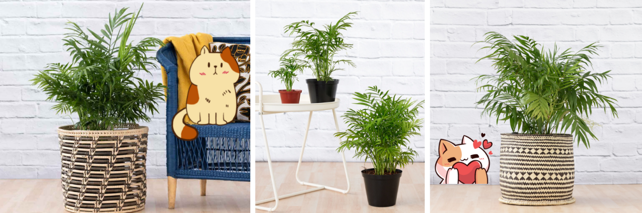 12 Indoor Plants that are Cat Friendly and Clean the Air