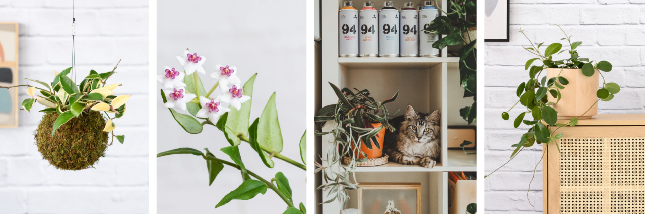 12 Indoor Plants that are Cat Friendly and Clean the Air