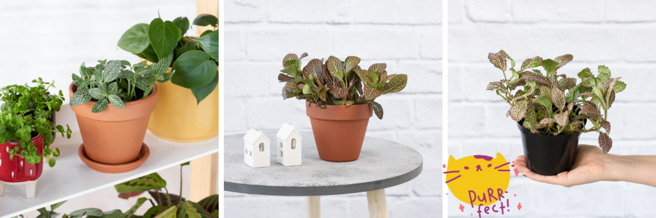 12 Indoor Plants that are Cat Friendly and Clean the Air