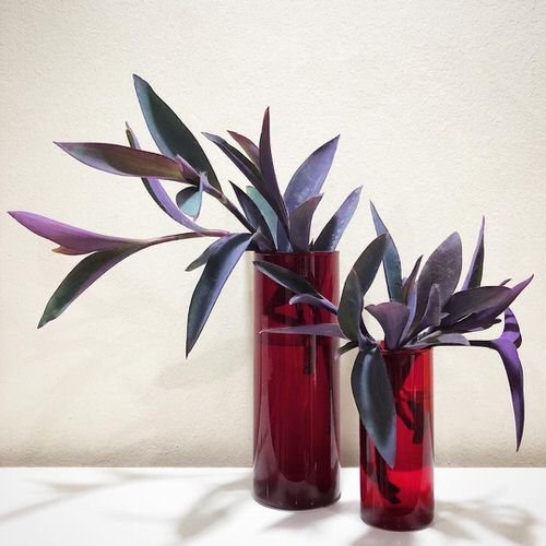 Popular houseplants that you can grow in vases 4