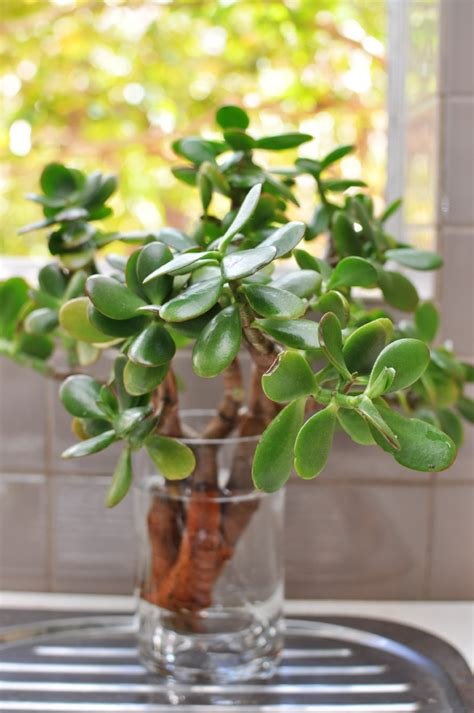 Houseplants that you can grow from cuttings 5