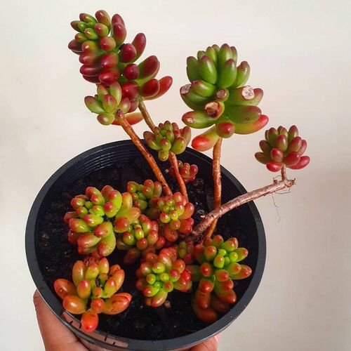 Houseplants with Red and Green Leaves 5