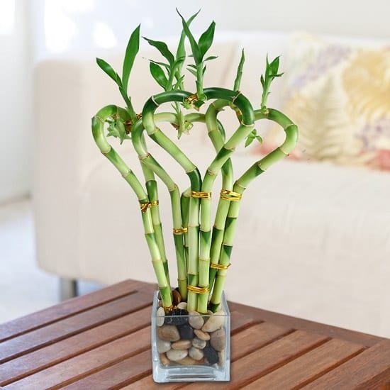 Popular houseplants that you can grow in vases 10