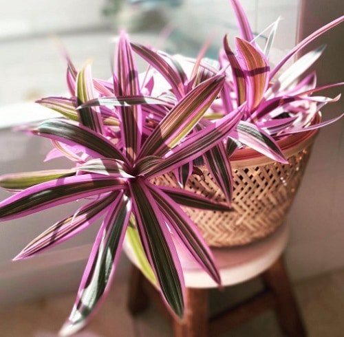 Indoor Plants with Rainbow Foliage 5