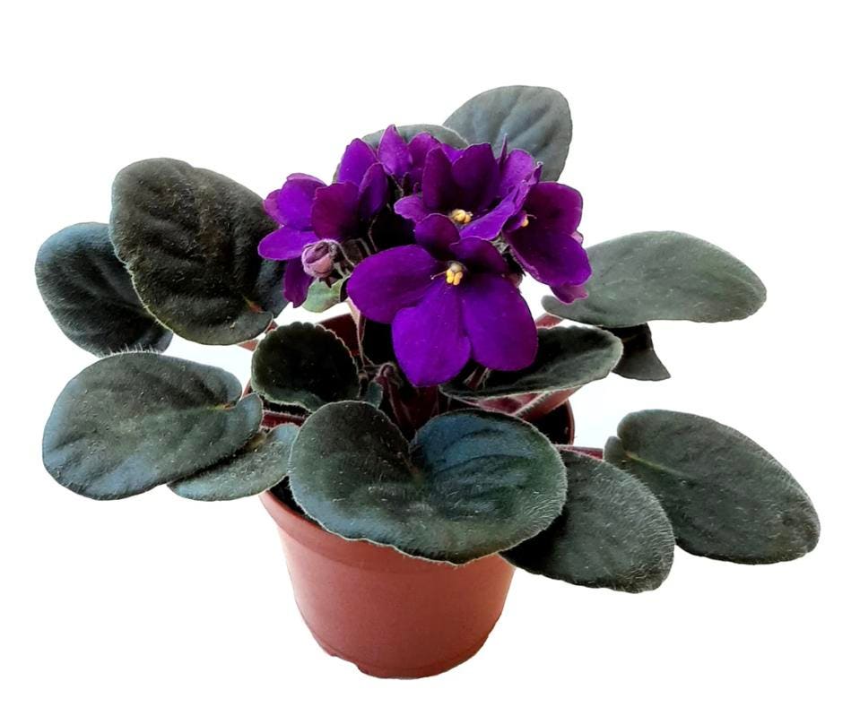 Best Indoor Plants: African Violet Plant