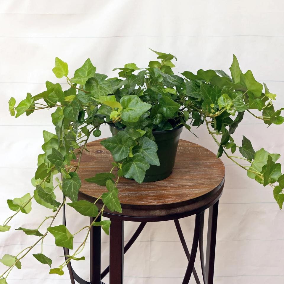 Best Indoor Plants: Evergreen English Ivy