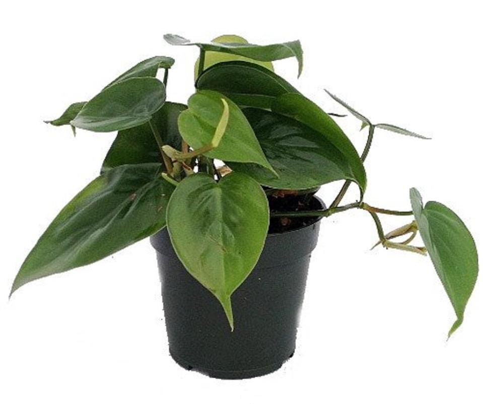 Best Indoor Plants: Philodendron