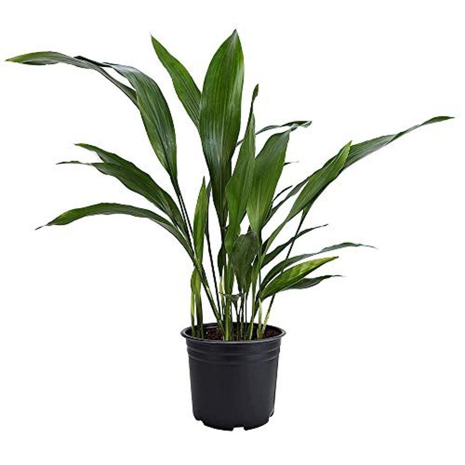 Best Indoor Plants: American Plant Exchange Cast Iron Plant