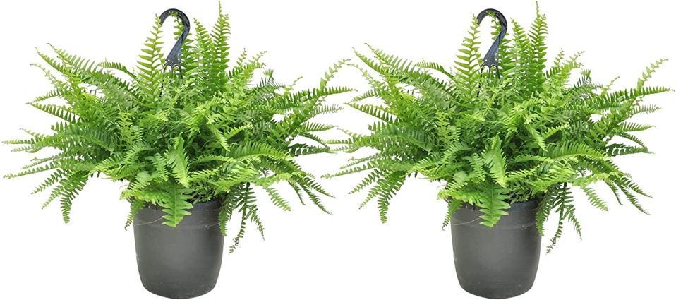 Best Indoor Plants: Boston Fern Hanging Plant