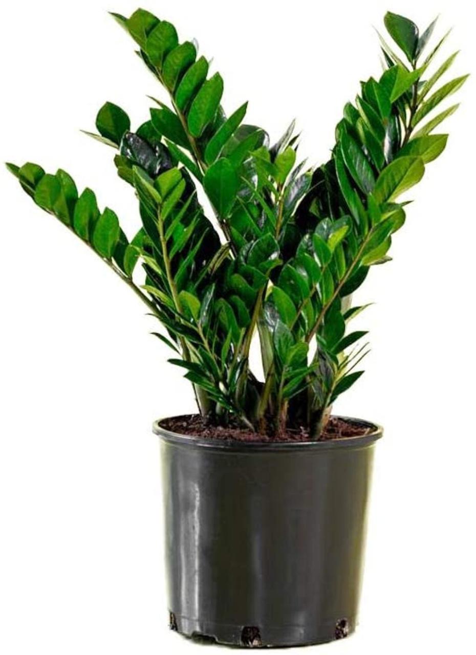 Best Indoor Plants: ZZ Plant