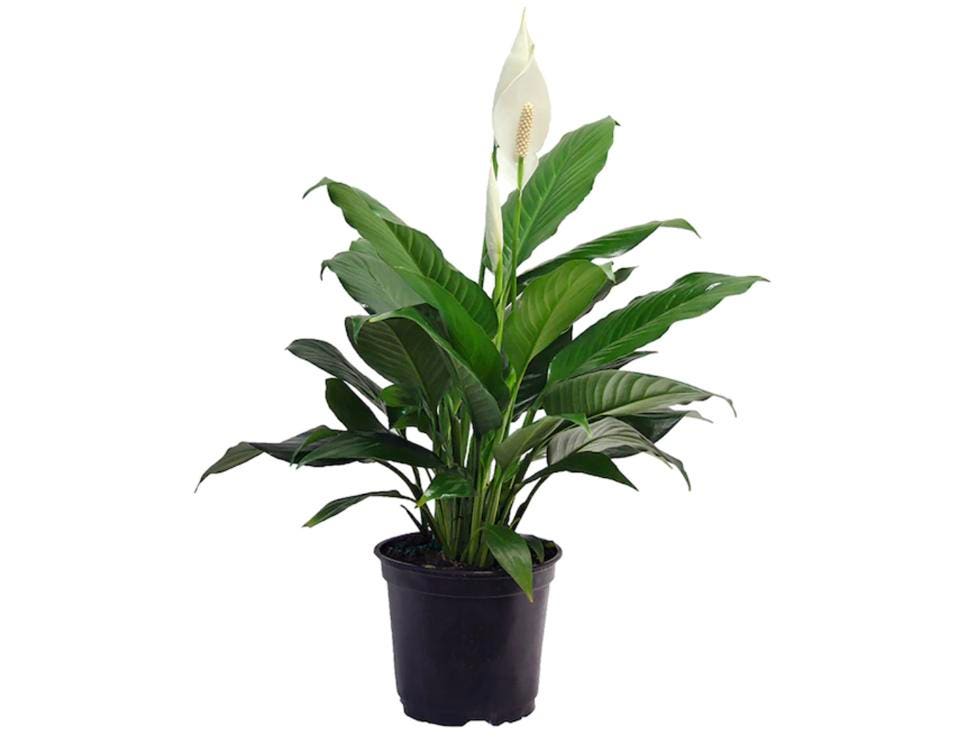 Peace Lily Plant (Spathiphyllum)