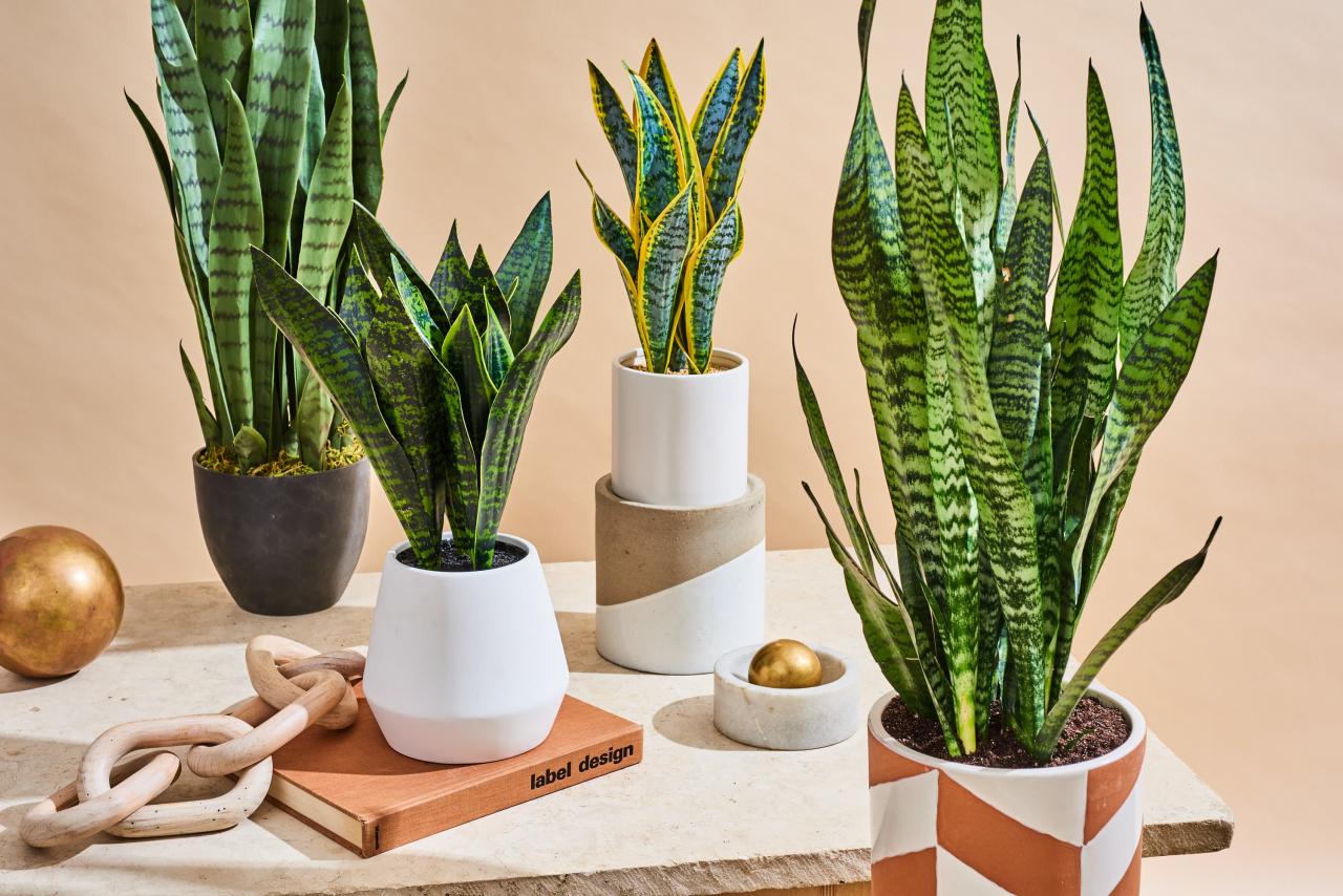 How to Care for Snake Plants (Growing Seasons, Soil & More) | Apartment Therapy