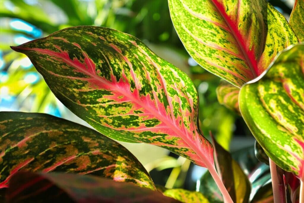 About Aglaonema Plants