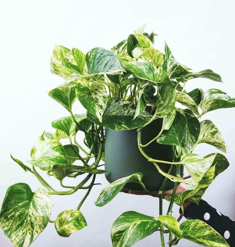 About Pothos Plants