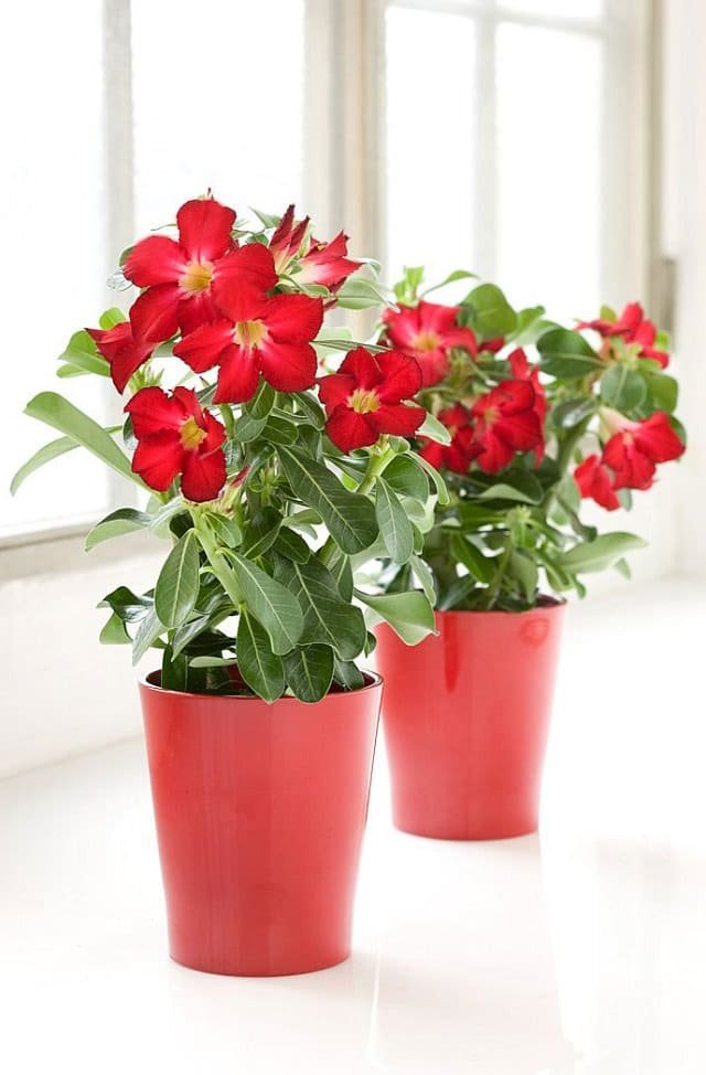 Most Beautiful Houseplants 12