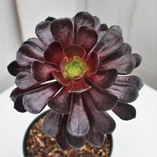 exclusive list of Black Indoor Plant