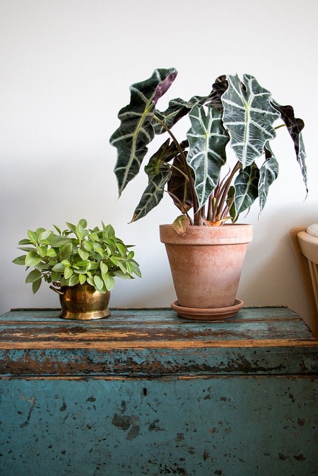 Most Beautiful Houseplants 9