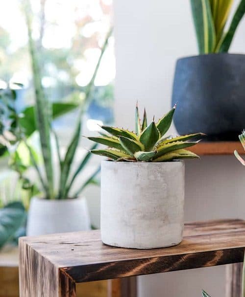 Beautiful Houseplants with Patterns 16