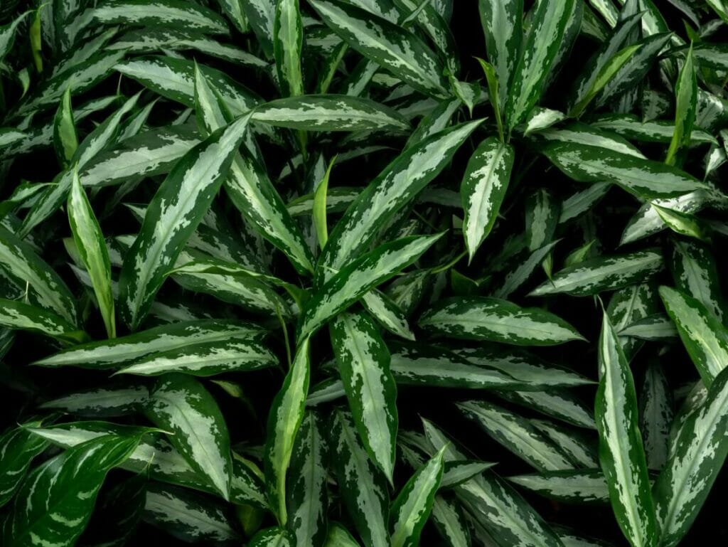 Aglaonema 'Black Lance'