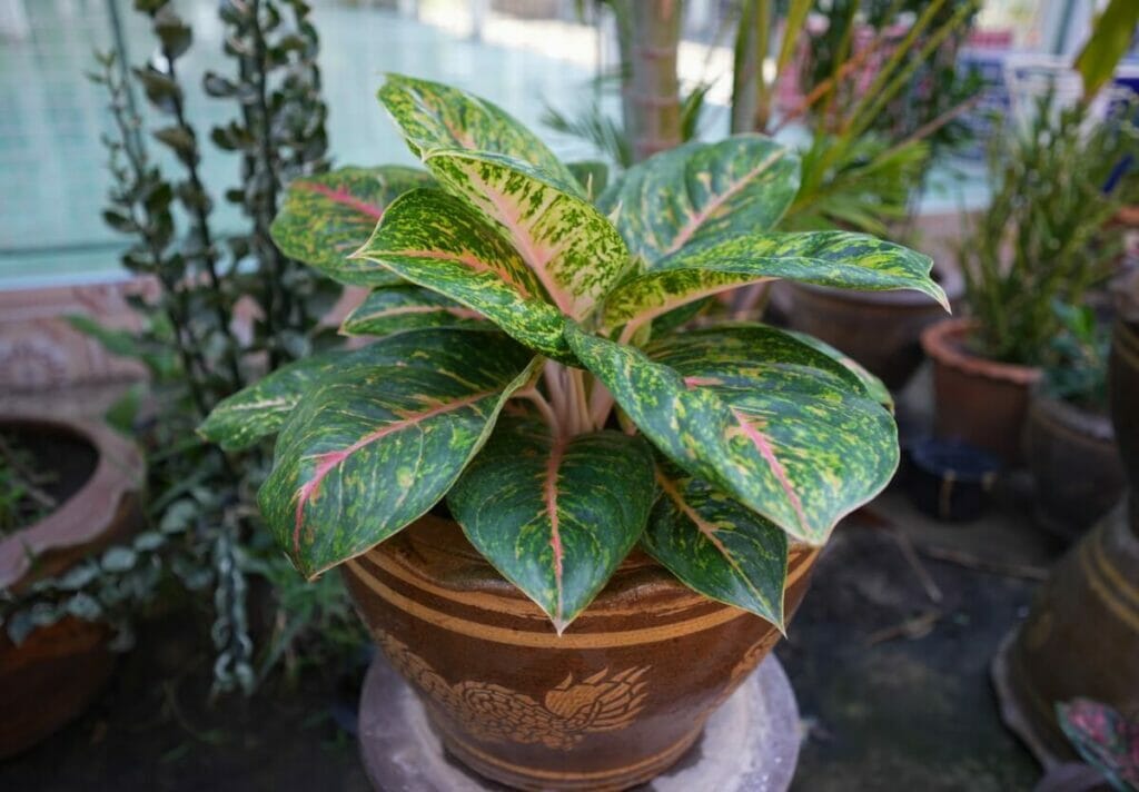 Aglaonema 'Butterfly'