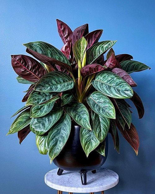 Ombre houseplants 5