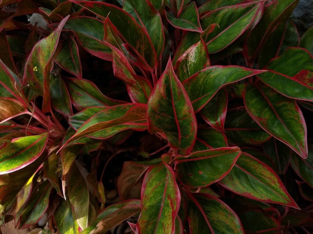 Aglaonema 'Creta'