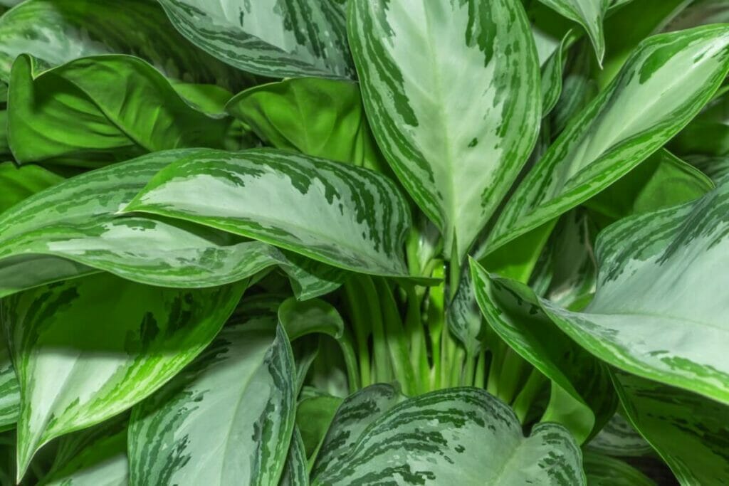 Aglaonema 'Diamond Bay'