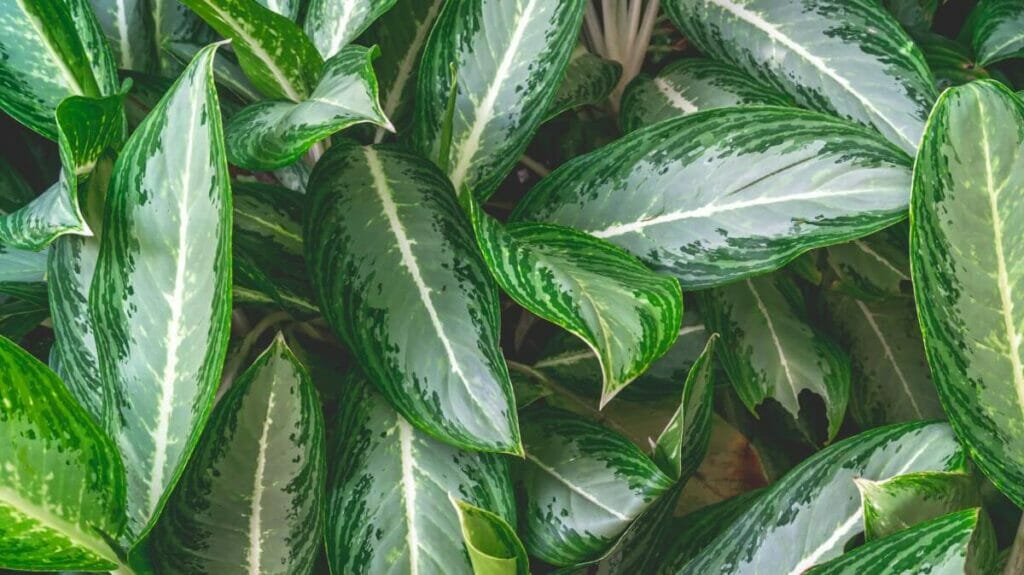 Aglaonema 'Emerald Bay'