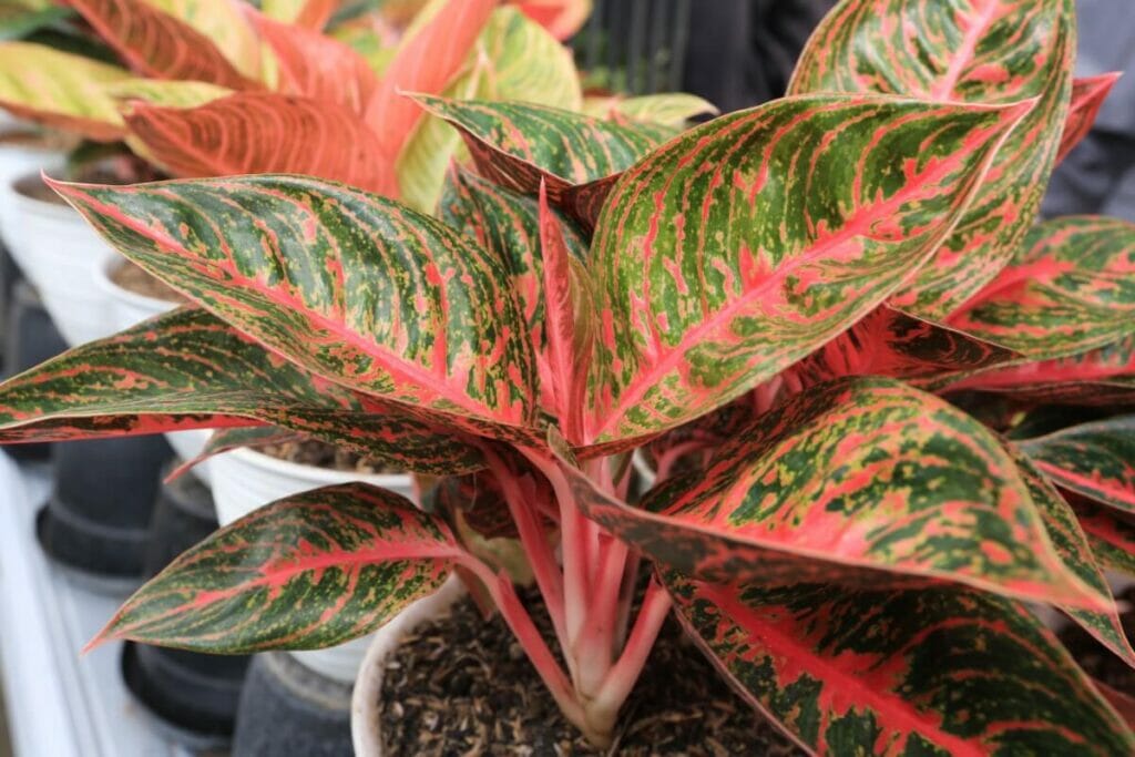 Aglaonema 'Georgi's Ruby'