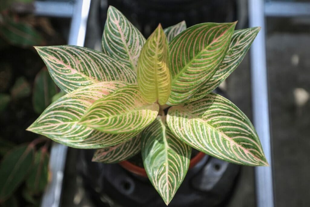 Aglaonema 'Golden Hope'