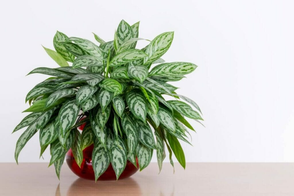 Aglaonema 'Maria'