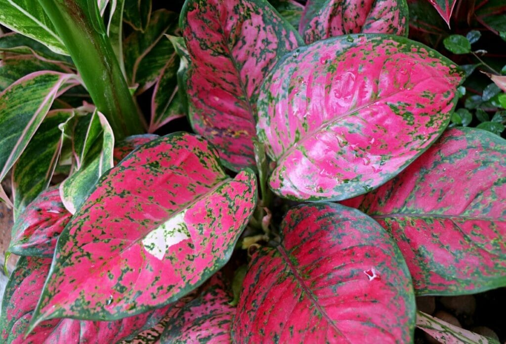 Aglaonema 'Pink Dalmatian'