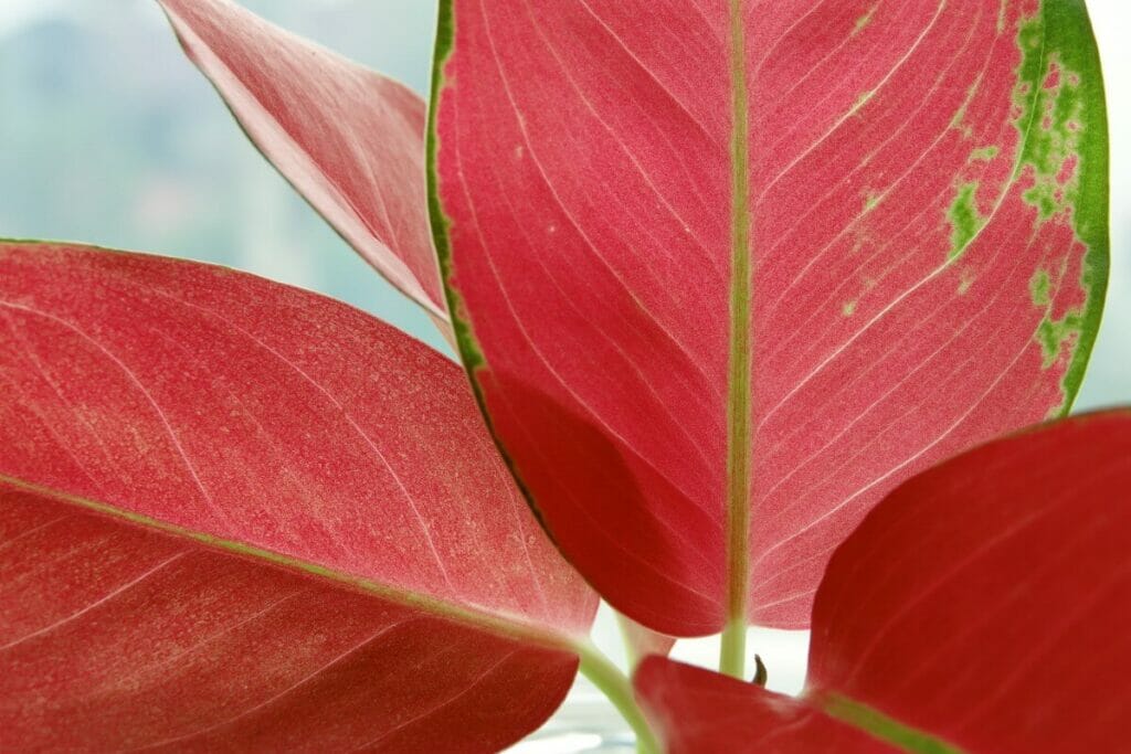 Aglaonema 'Red Anjamani'