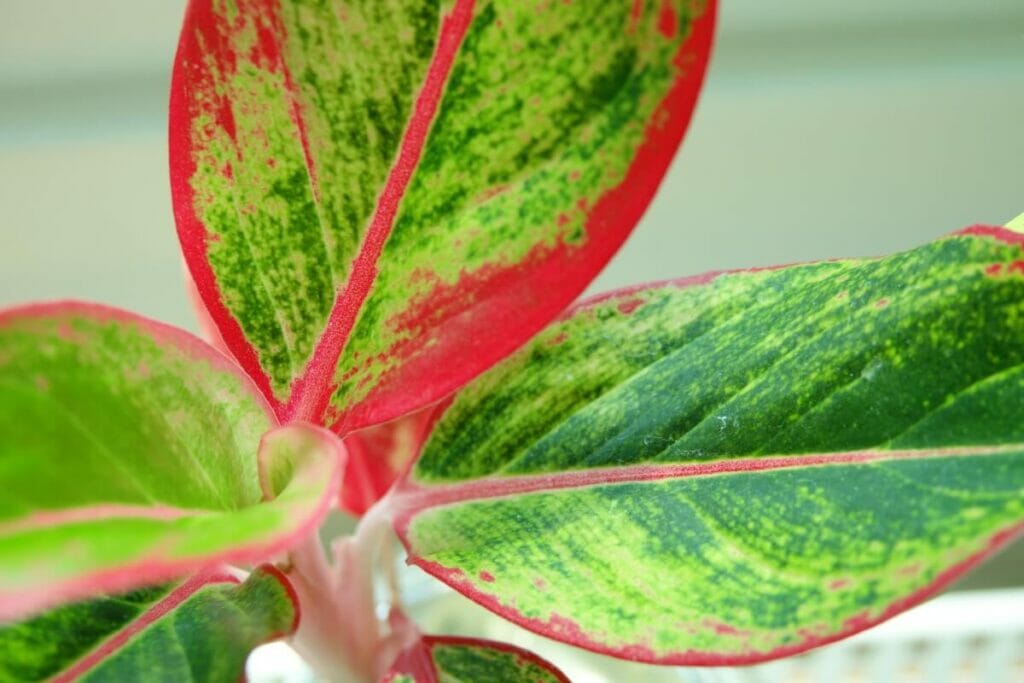 Aglaonema 'Red Emerald'